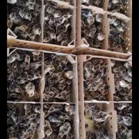 جوجه بوقلمون