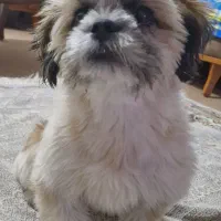 سگ نر شیتزو