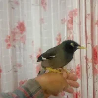 مرغ مینا کاملن دستی بازیگوش سخنگو|پرنده|مرودشت, مجد آباد|دیوار