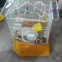 قفس کاسکو ای