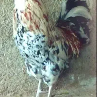 خروس گلین