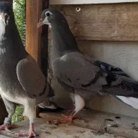کبوتر جفت جوجه طوقی . خرقه.  سینه ای نر و ماده|پرنده|اصفهان, پروین|دیوار
