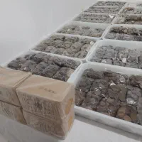 کلکسیون سکه جمهوری