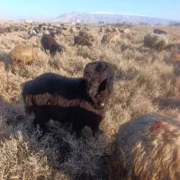 بره قوچی ته سیاه به شرط