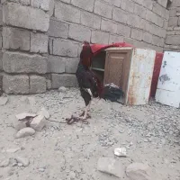 جوجه خروس|حیوانات مزرعه|ایرانشهر, |دیوار