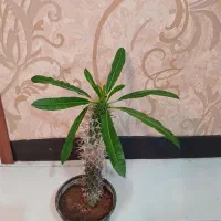 گل وگیاه آپارتمانی  فروشی|گل و گیاه طبیعی|شاهین‌شهر, مخابرات (شهید بهشتی)|دیوار