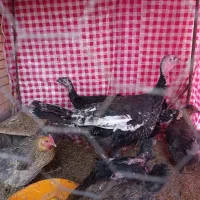 بوقلمون جوان|حیوانات مزرعه|رفسنجان, |دیوار