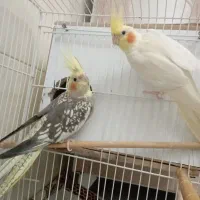 عروس هلندی جفت مولد