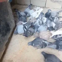 کبوتر مسافتی(پلاکی)|پرنده|شیروان (خراسان), |دیوار