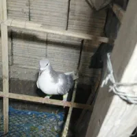 کفتر|پرنده|مشهد, فارغ التحصیلان|دیوار