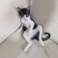 گربه ملوس