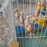 ۳ عدد جوجه عروس هلندی ۳ ماهه سالم