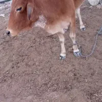 گاو سالم سرخال|حیوانات مزرعه|مهرستان, |دیوار