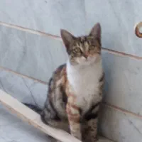 واگذاری گربه ماده