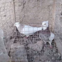 کفتر یا کبوتر