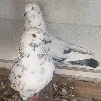 یک جفت کفتر ساعتی