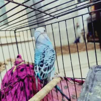 مرغ عشق نر جون|پرنده|بومهن, |دیوار