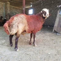 قوچ فروشی
