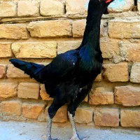 لاری وارداتی|حیوانات مزرعه|محمدیه-قزوین, |دیوار