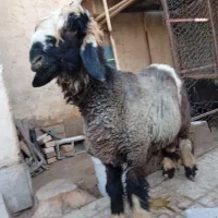 فروش سه عدد بره نر