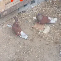 6عدد کبوتر برای فروش|پرنده|ماسال, |دیوار