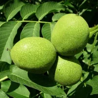 نهالستان رشت گیلک نهال خاص|خدمات باغبانی و درختکاری|رشت, آب آسیاب|دیوار