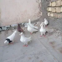 گرفتنی رنگی