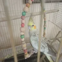 عروس نر