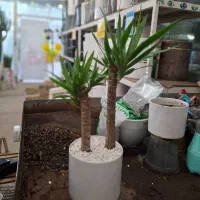 یوکا تنه دار|گل و گیاه طبیعی|مشهد, نیروی هوایی|دیوار