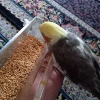 پیداشده عروس هلندی