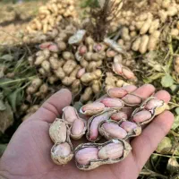 بادام خوش طعم درجه۱