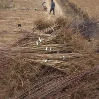 فروش نهال لیبل دار با بهترین کیفیت|خدمات باغبانی و درختکاری|میاندوآب, |دیوار