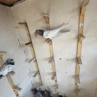 کبوتر|پرنده|مشهد, کوشش|دیوار