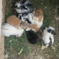 خرگوش لوپ