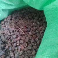 کشمش ابگیری و ضایعات کشمش