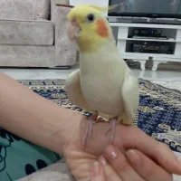 لوتینو وگلبقالی