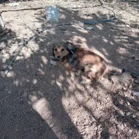 سگ برای نگهداری در باغ|سگ|زاینده رود, |دیوار