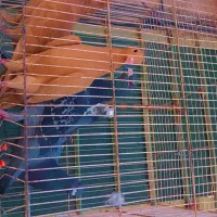 زردکرمونیجوجه|پرنده|کاشمر, |دیوار