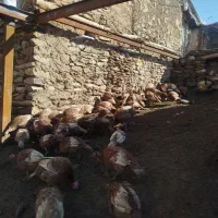 بوقلمن|حیوانات مزرعه|مریوان, |دیوار