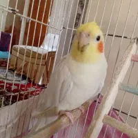 عروس هلندی نر|پرنده|مشهد, کوه سنگی|دیوار