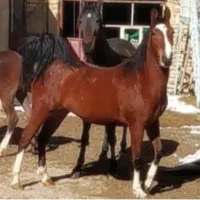 مادیان درشوری عاص درج یک کره یهودا شاهسوندی