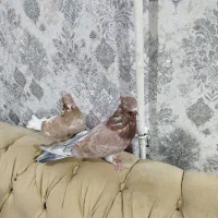 کبوتر ماده|پرنده|نوشین شهر, |دیوار