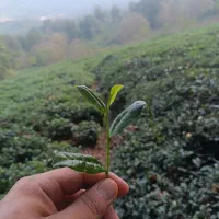 باغ چایی ایران زمین(گیلان)