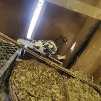 تعدادی کبوتر ناجلد|پرنده|سمنان, |دیوار