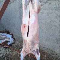 خدمات قصابی مراسمات شما|خدمات پذیرایی، مراسم|نظرآباد, نجم آباد|دیوار