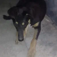 گمشده حتما بخون