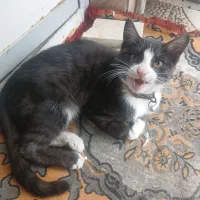 واگذاری گربه