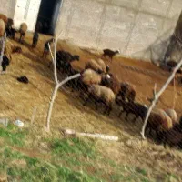 فروش بره نر درجه یک