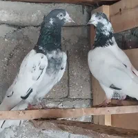 کبوتر پاکستانی|پرنده|قشم, |دیوار