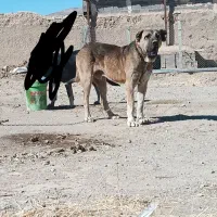 سگ سرابی ناظر جان تایید کن رپطی به قوانین نداره